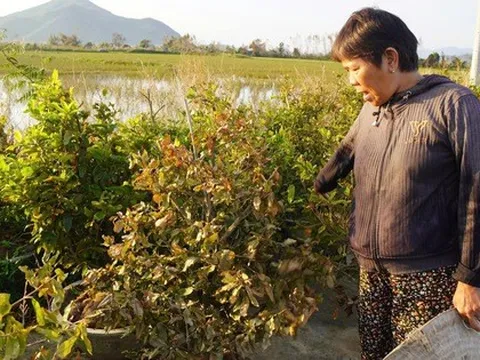 Xác xơ “thủ phủ” mai vàng miền Trung