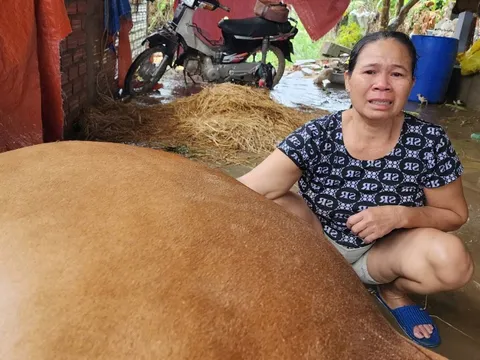 Bò chết la liệt sau trận lũ tàn khốc, người dân khóc nghẹn bên xác bò