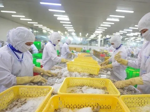 Xuất khẩu tôm bứt tốc, Trung Quốc vượt lên dẫn đầu thị trường nhập khẩu