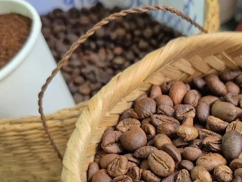 Giá cà phê hôm nay 1-12: Dồn dập thu hoạch và khuyến cáo quan trọng