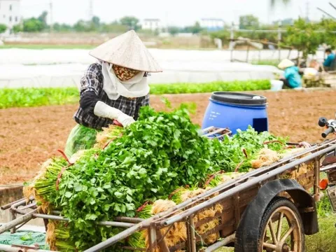 Vì sao giá rau củ ở Hà Nội tăng chóng mặt?