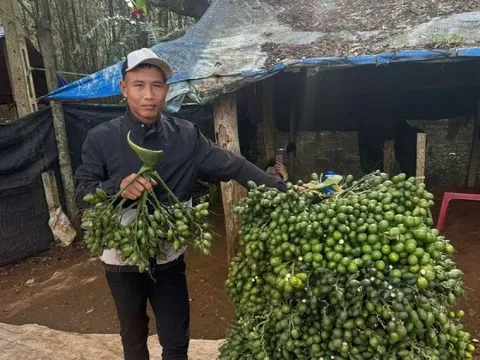 Động thái của thương lái Trung Quốc khiến giá cau tươi lao dốc