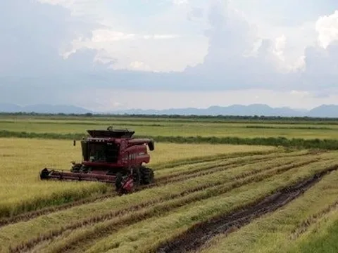 Giống lúa Việt Nam gây sốt, đích thân Đại sứ Cuba tìm đến tận ruộng của nông dân Việt để tìm hiểu