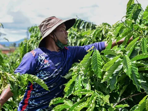 Một nông sản Việt lập dấu mốc chưa từng có sau 35 năm