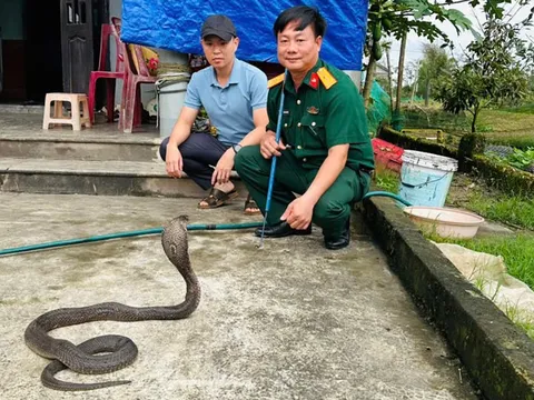 Bàn giao 676 con rắn hổ mang nặng gần 1 tấn cho Trại rắn Đồng Tâm