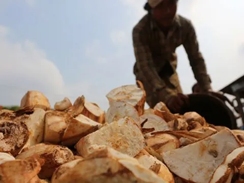 Không phải sầu riêng, đây mới là mỏ vàng của Việt Nam được Trung Quốc và châu Á tranh nhau mua: Thu về hơn 1 tỷ USD, nước ta cùng Thái Lan cạnh tranh ngôi vương