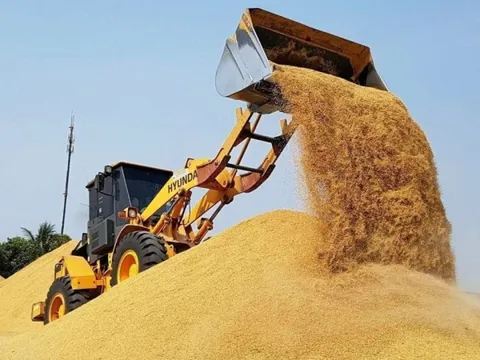 Vựa lúa lớn nhất thế giới tồn kho tăng kỷ lục, đối thủ của gạo Việt Nam nhận tin không vui