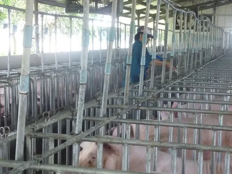 Giá heo hơi hôm nay, 31-12: Bất ngờ đảo chiều giảm