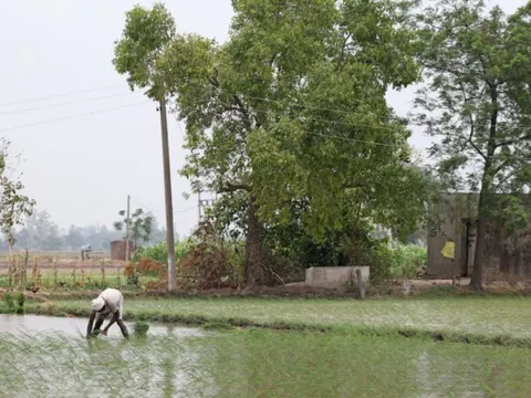 Vượt Trung Quốc trở thành quốc gia sản xuất gạo lớn nhất thế giới nhưng Ấn Độ lại nhận tin không vui