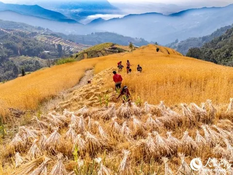 Phát minh của Trung Quốc làm rung chuyển ngành nông nghiệp: tạo giống lúa năng suất cao nhưng chi phí thấp, đã trồng gần 1 triệu ha