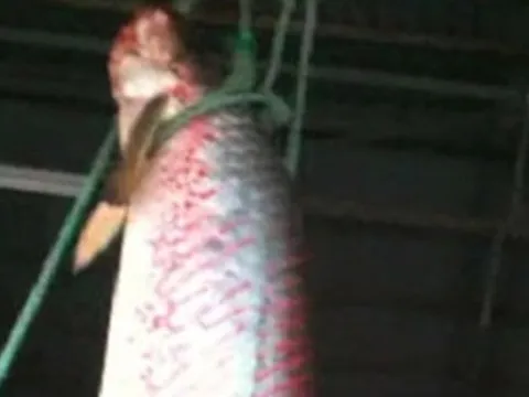 "Quái ngư" đỏ rực làm lắc xuồng giữa sông An Giang: Quý hiếm bậc nhất thế giới