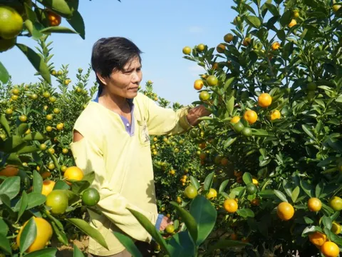 Thương lái ồ ạt chốt hàng, nông dân thủ phủ quất cảnh kỳ vọng vụ Tết bội thu