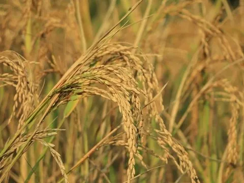 Phát minh của Trung Quốc làm rung chuyển ngành nông nghiệp: tạo siêu giống lúa lai, năng suất gấp 4 lần giống thường nhưng chi phí thấp