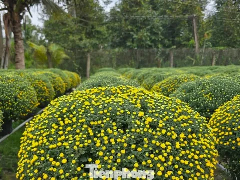Thủ phủ hoa kiểng Vĩnh Long vào vụ Tết, cúc mâm xôi hút hàng