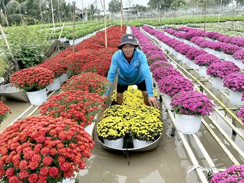 Người trồng hoa Tết ở miền Tây lạc quan