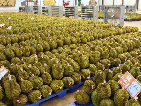 Trung Quốc tăng nhập sầu riêng Việt Nam, ngôi vương của Thái Lan bị đe dọa